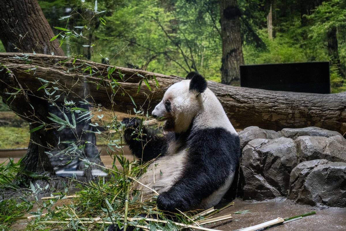Japonija atsisveikina su vienintelėmis savo pandomis