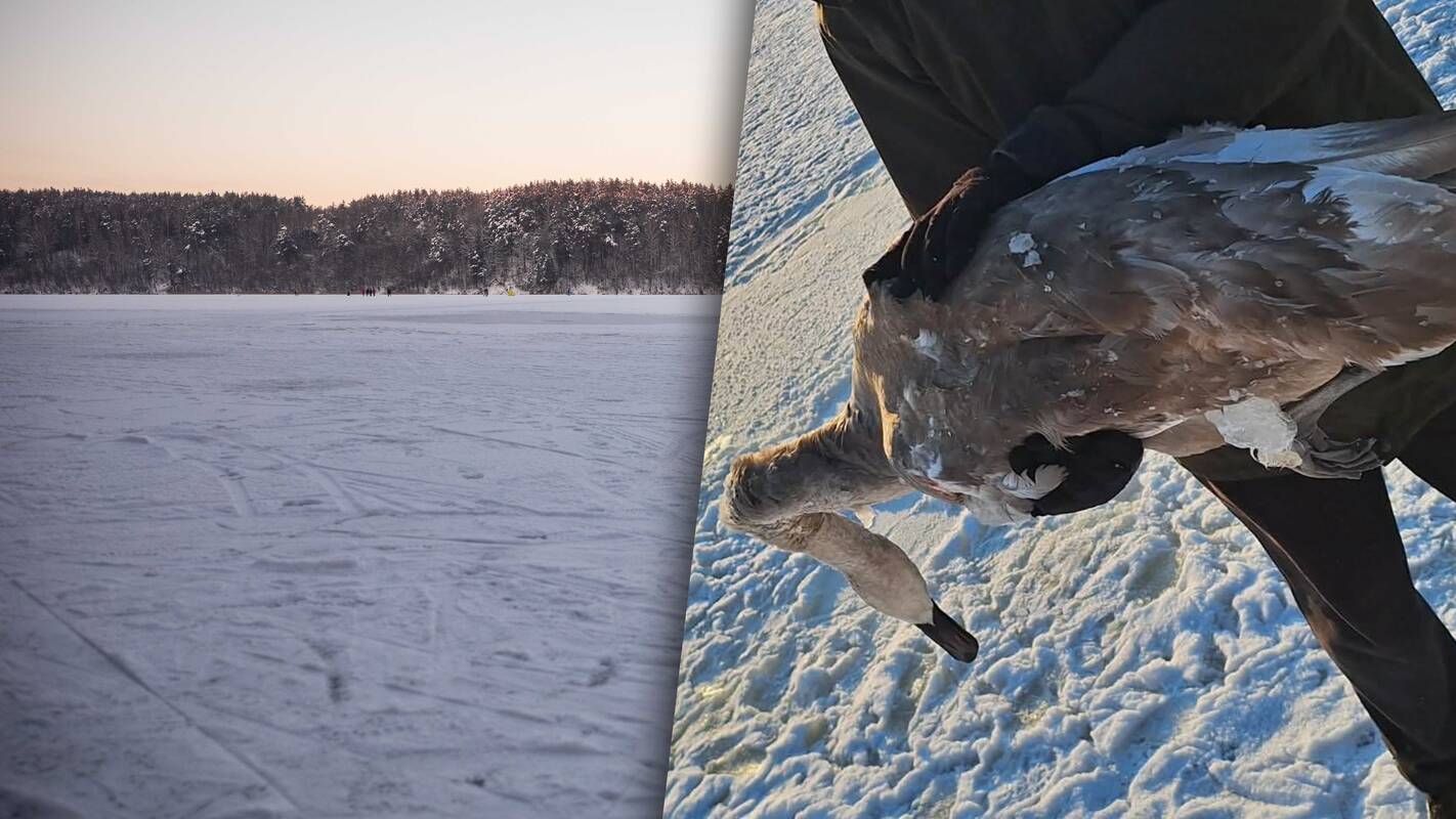 Kauniečiai susirūpino gulbėmis: specialistai paaiškino, kaip elgtis