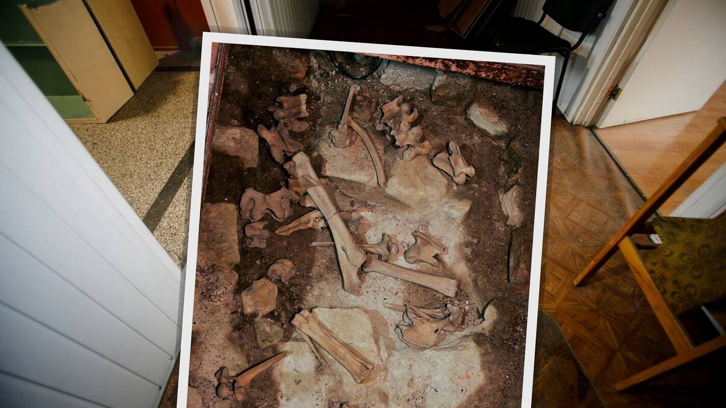 Šiurpus radinys po buto grindimis: į svarbiausią klausimą atsakė ekspertai