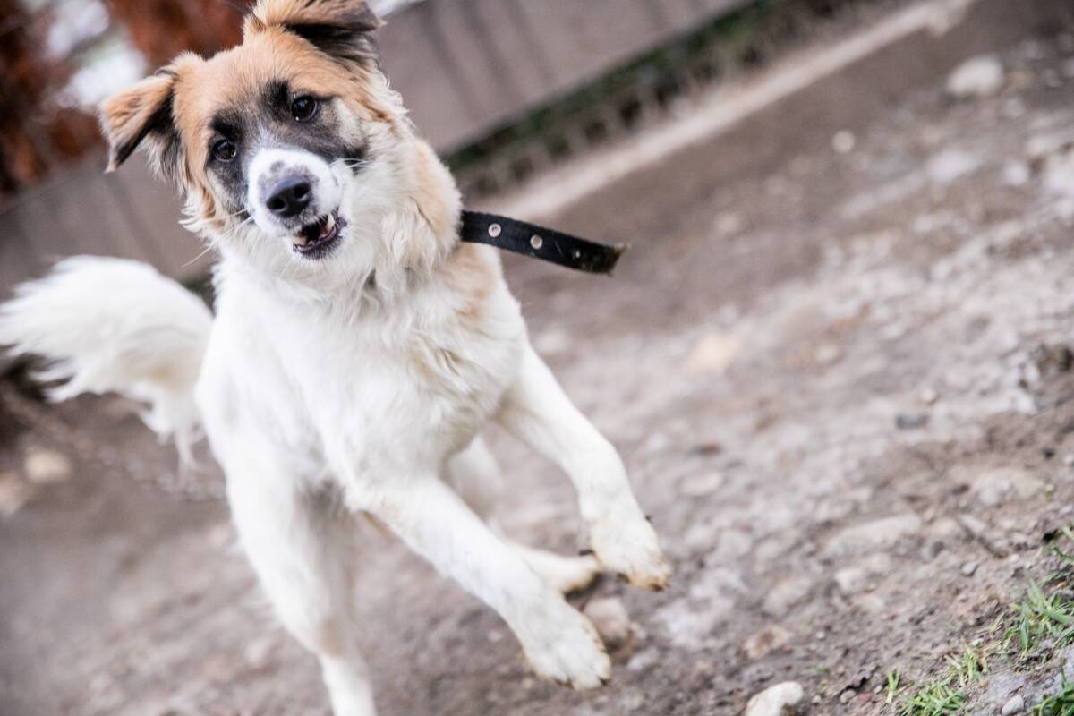 Radybos: gyvūnų prieglaudas šiemet užplūdo pasiklydusių ir pabėgusių augintinių būrys.