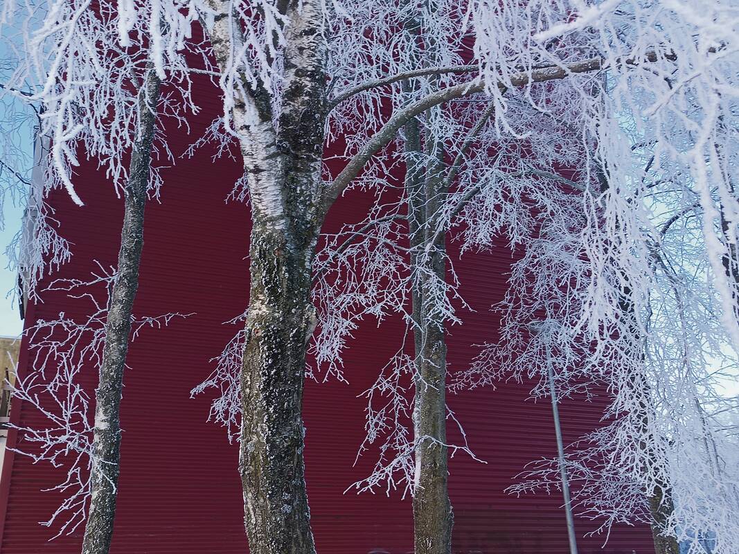 Šerkšnas: gamta pastarosiomis dienomis suteikia progų pasigrožėti ypatingais vaizdais.