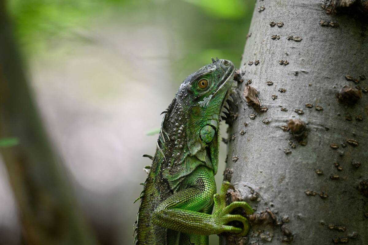 Išeitis: negyvenama Karibų salelė tapo meilės lizdu kritiškai nykstančių iguanų rūšiai.