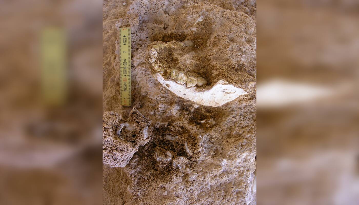 Versija: Maroko urve rastos žmogaus liekanų fosilijos gali būti artimos Homo sapiens protėviams.