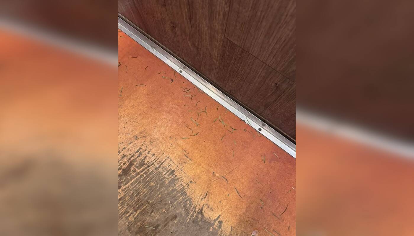 Netvarka: po švenčių laiptinėse ir liftuose klaipėdiečiai vis dažniau pastebi eglučių spyglių.