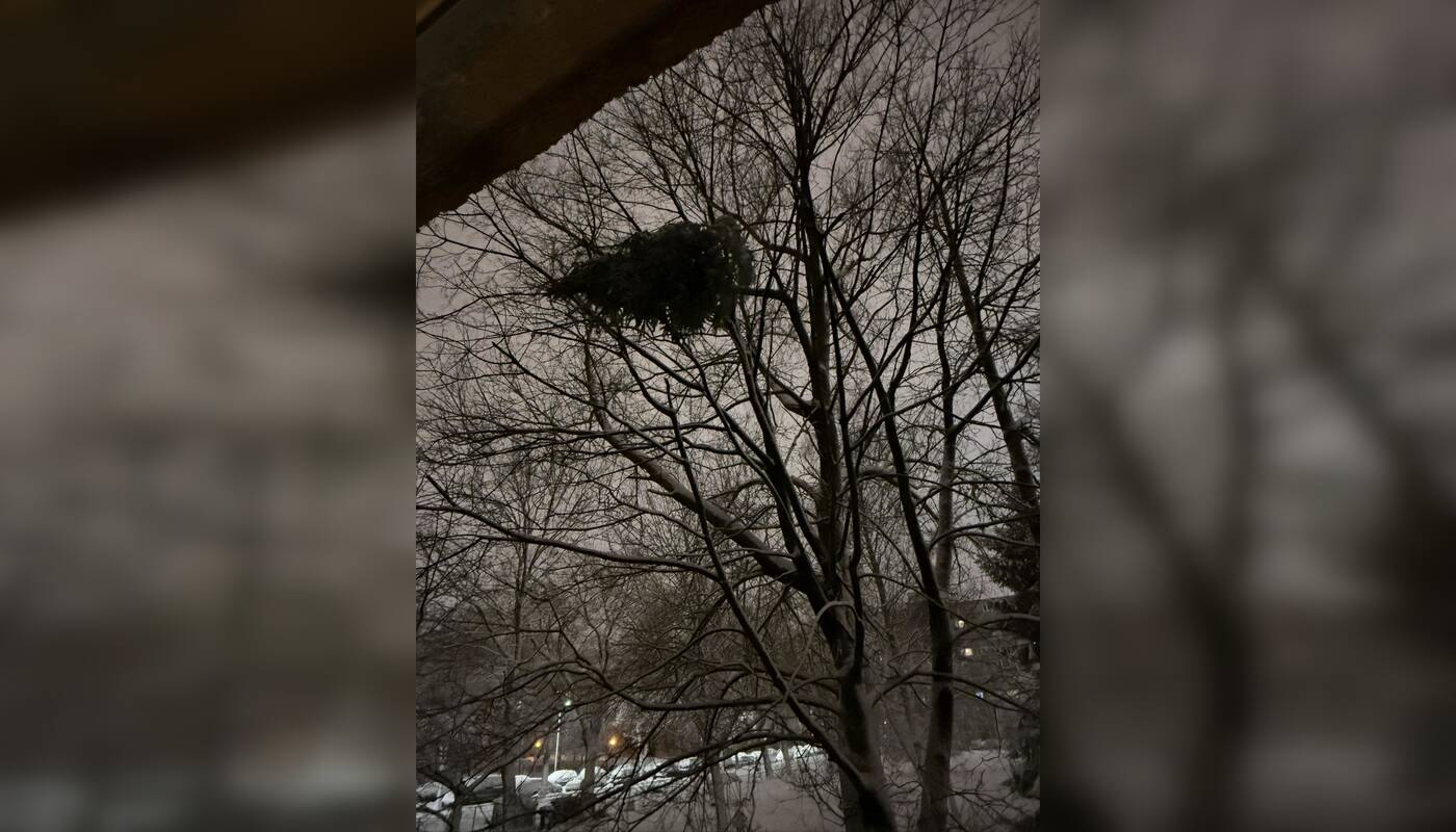 Netvarka: pro daugiabučio langą išmesta eglė nukrito ne ant žemės, o pakibo medyje – vaizdas nustebino klaipėdiečius.