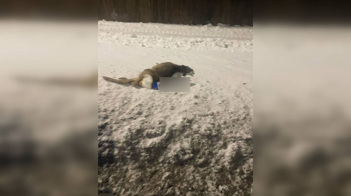 Šalia partrenktos stirnos – automobilio numeriai