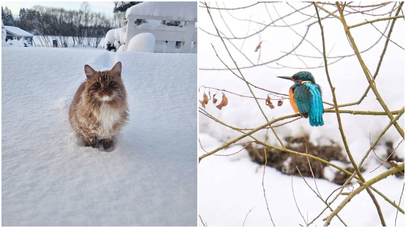 Sinoptikai: stipriau spaus šaltukas