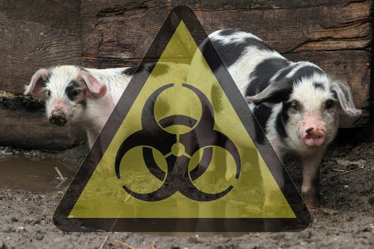 Dėl kiaulių maro Latvijoje – grėsmė ir Lietuvos ūkiams