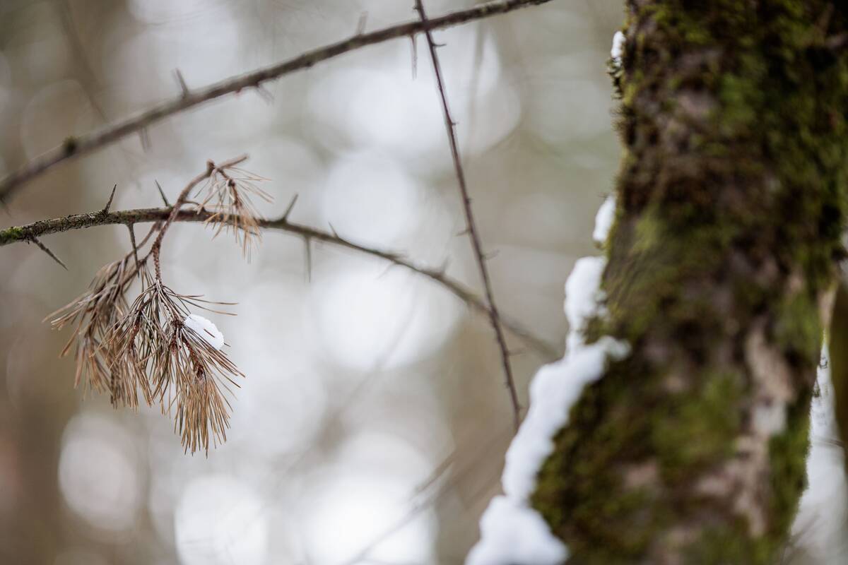 Vyriausybė pritarė išplėsti Cimakavo draustinio teritoriją