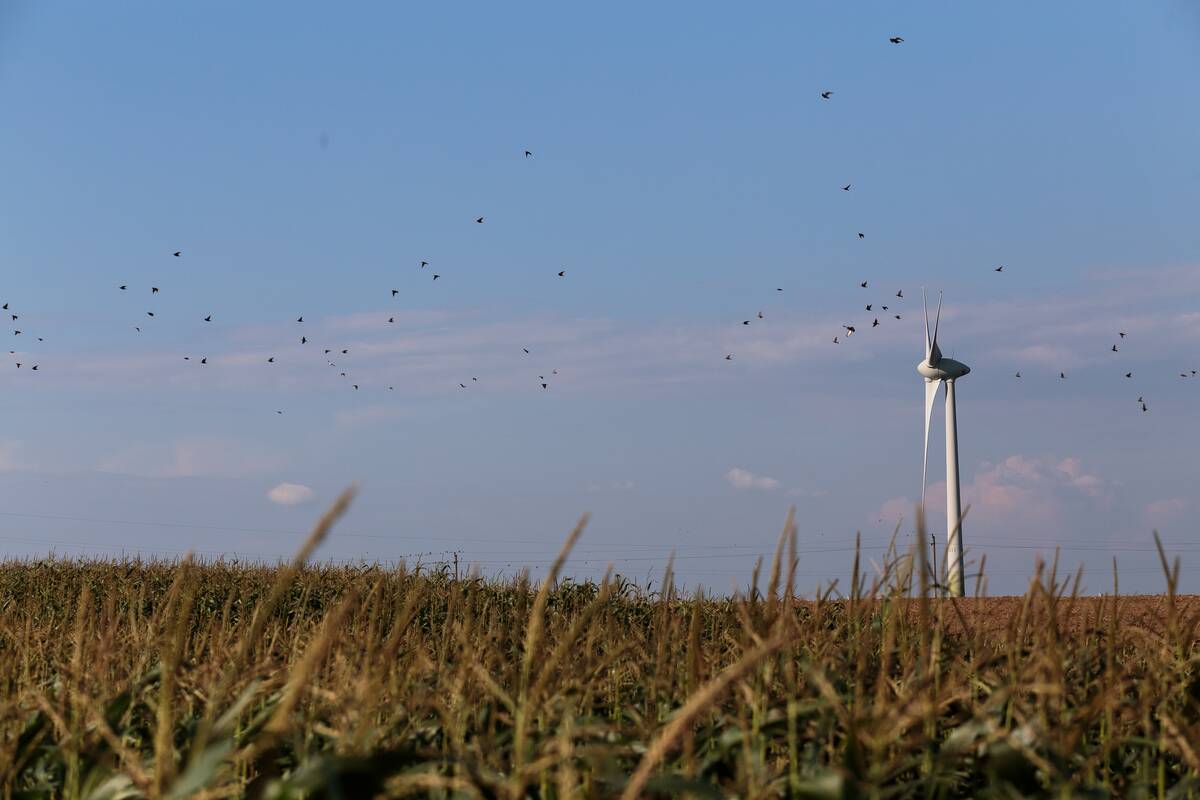 Vėjo elektrinių gamyba Lietuvoje per metus augo beveik 17 proc.
