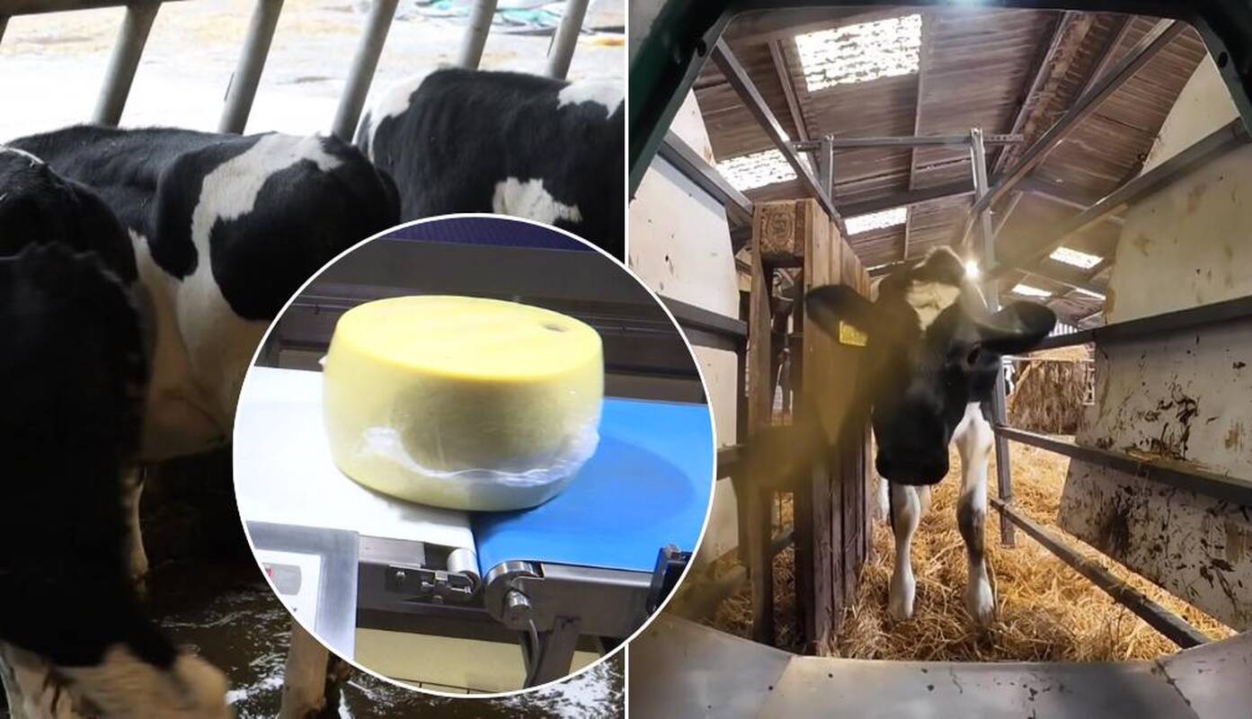 Ar pieno produktai pigs? Ūkininkai nori tik vieno