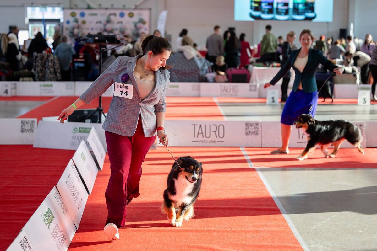 Tarptautinė visų veislių šunų paroda