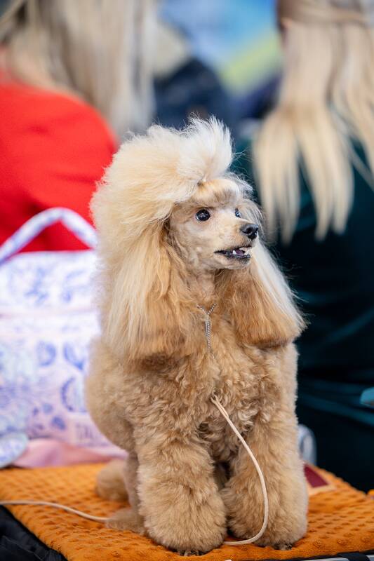 Tarptautinė visų veislių šunų paroda