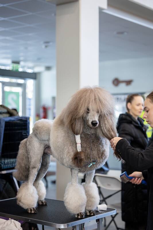 Tarptautinė visų veislių šunų paroda