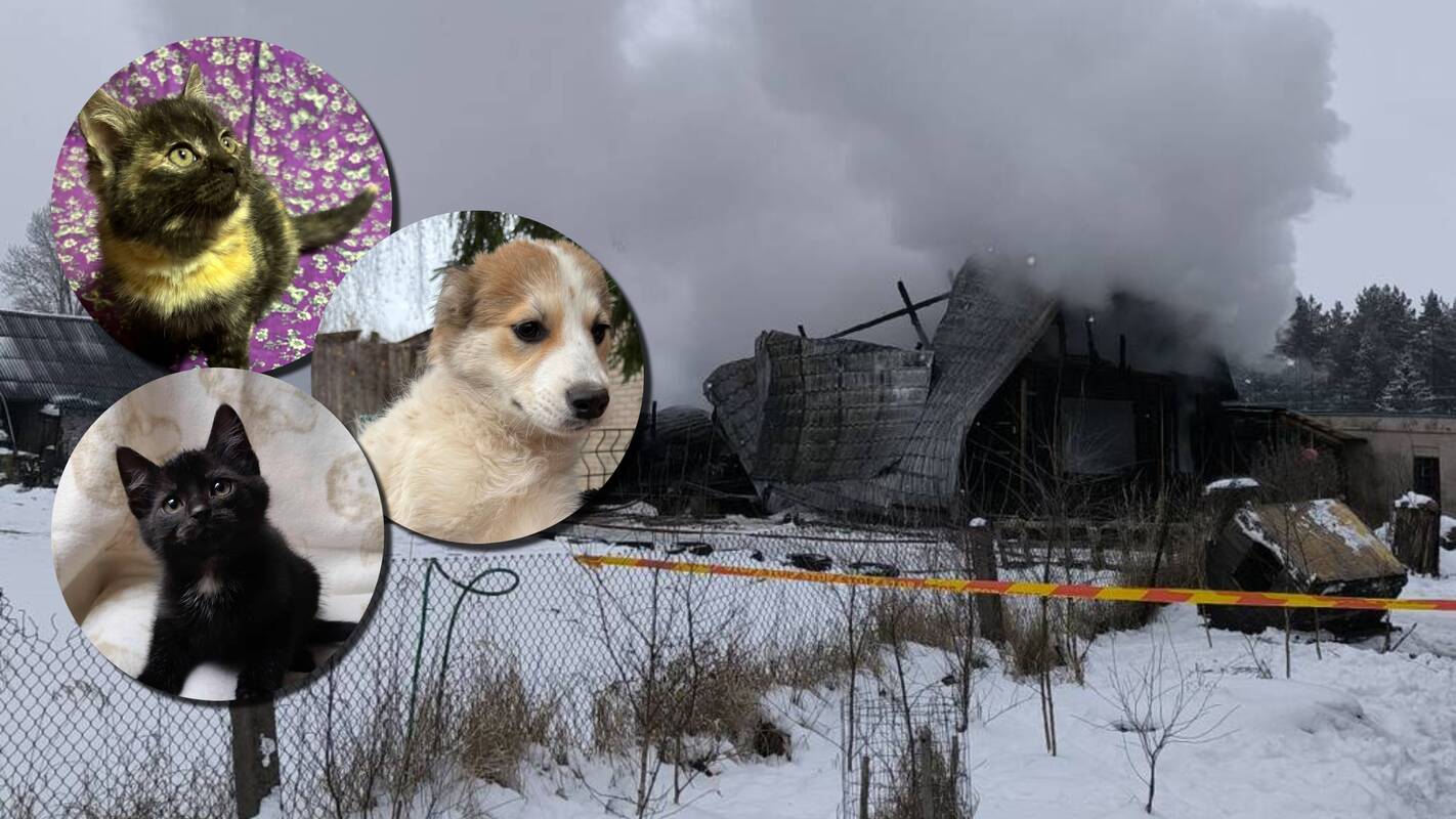 Sudegė vienintelė šiame rajone gyvūnų prieglauda: įkūrėja prabilo apie esamą situaciją