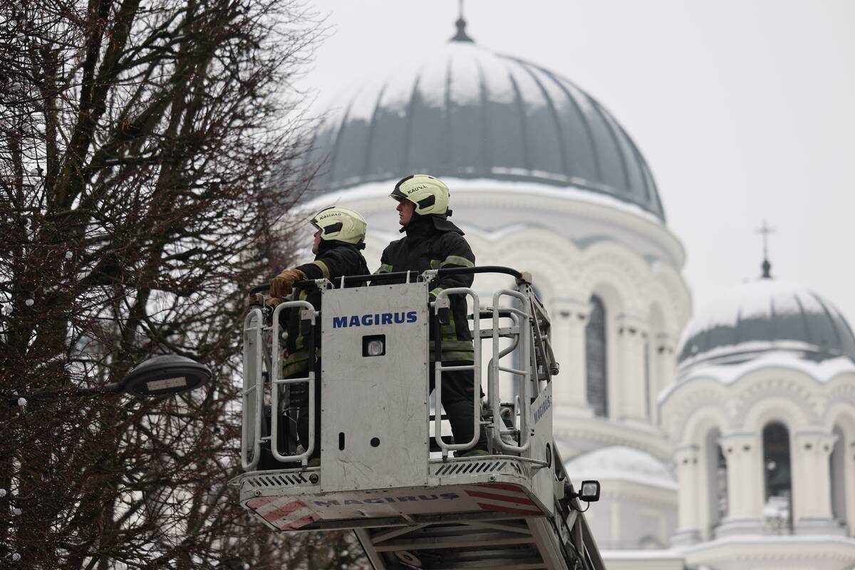 Laisvės alėjoje – pelėdžiukės gelbėjimo operacija