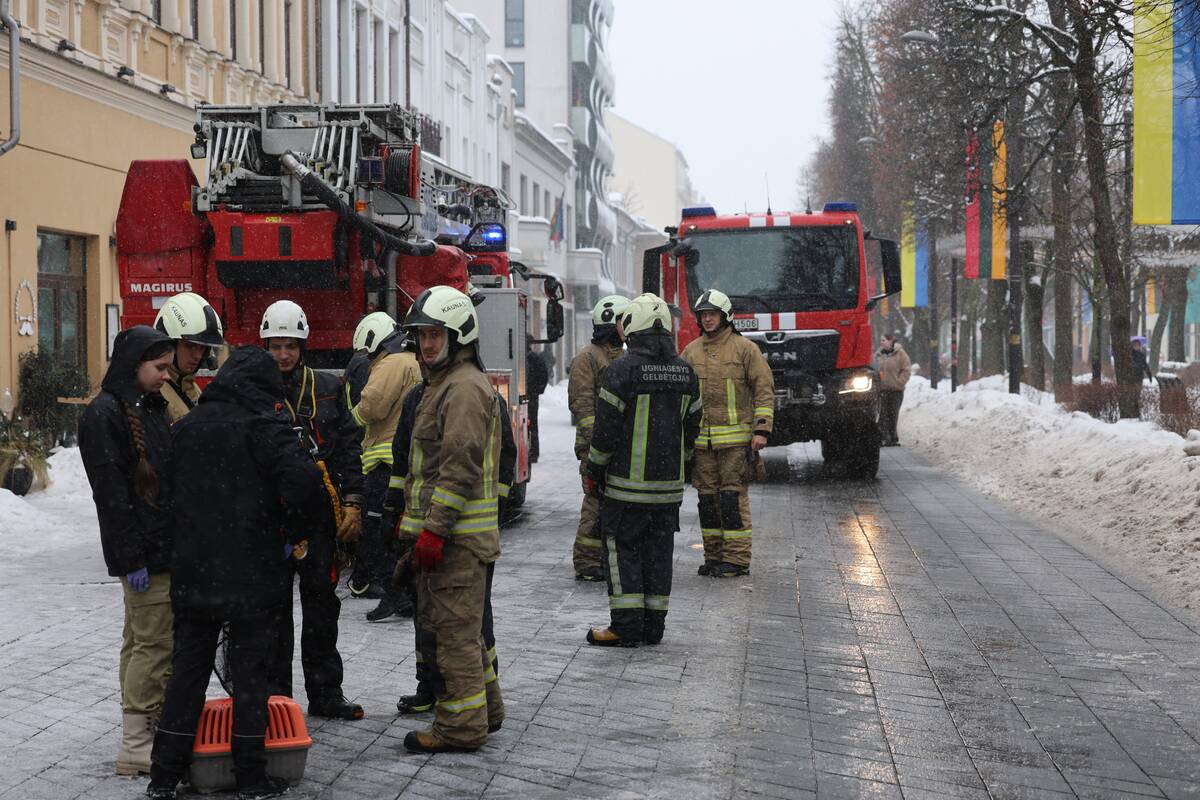 Laisvės alėjoje – pelėdžiukės gelbėjimo operacija