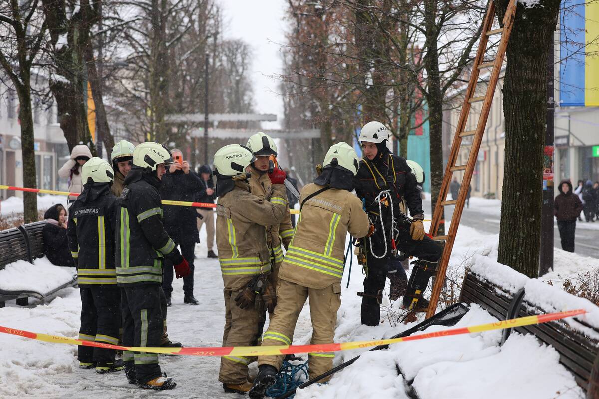 Laisvės alėjoje – pelėdžiukės gelbėjimo operacija