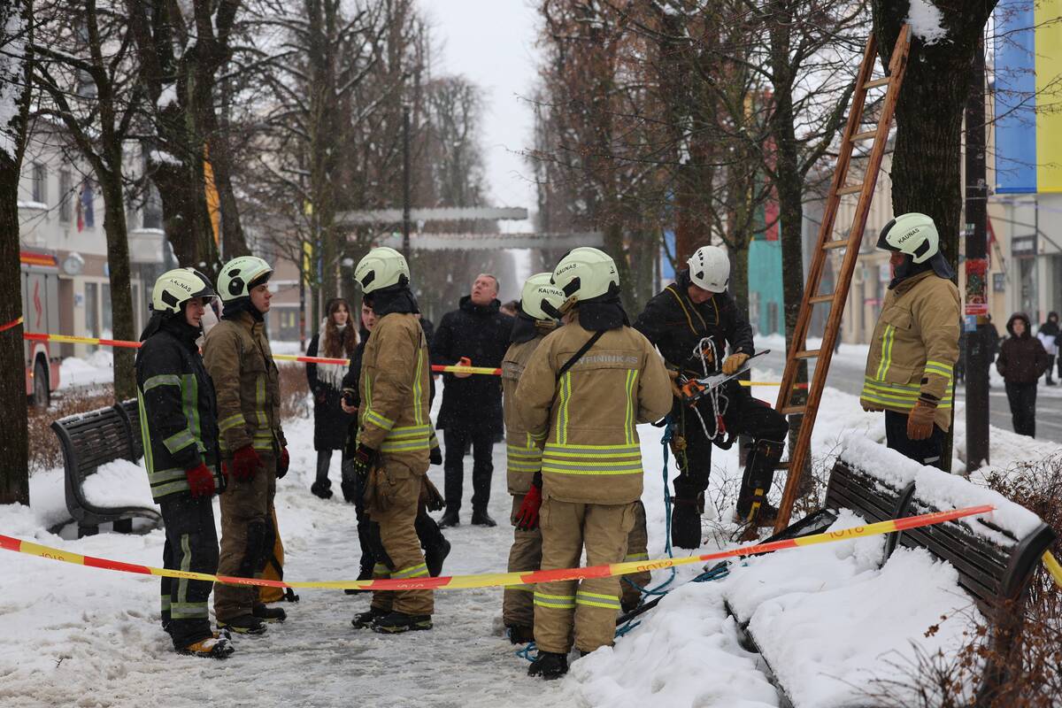 Laisvės alėjoje – pelėdžiukės gelbėjimo operacija