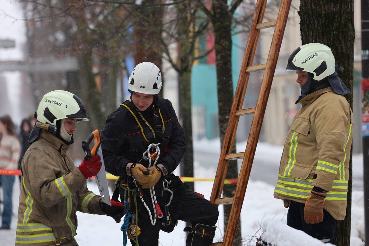 Laisvės alėjoje – pelėdžiukės gelbėjimo operacija