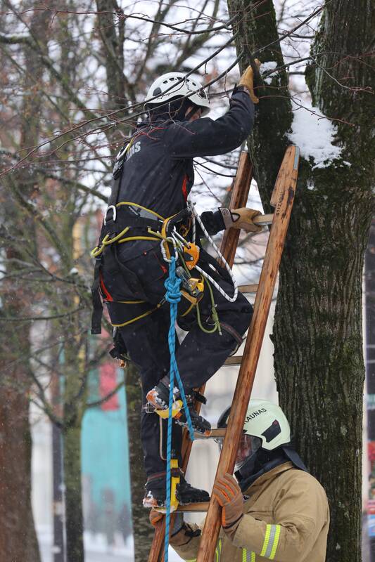 Laisvės alėjoje – pelėdžiukės gelbėjimo operacija