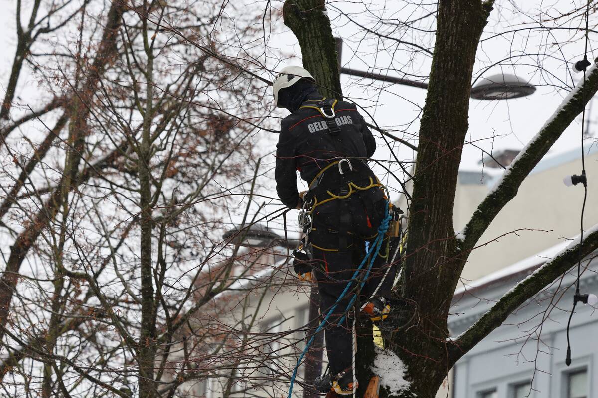 Laisvės alėjoje – pelėdžiukės gelbėjimo operacija