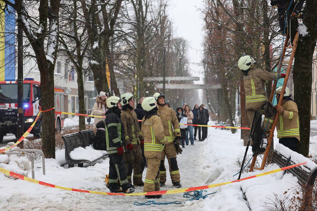 Laisvės alėjoje – pelėdžiukės gelbėjimo operacija
