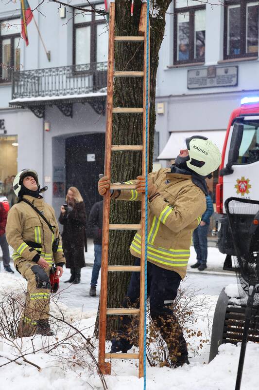 Laisvės alėjoje – pelėdžiukės gelbėjimo operacija