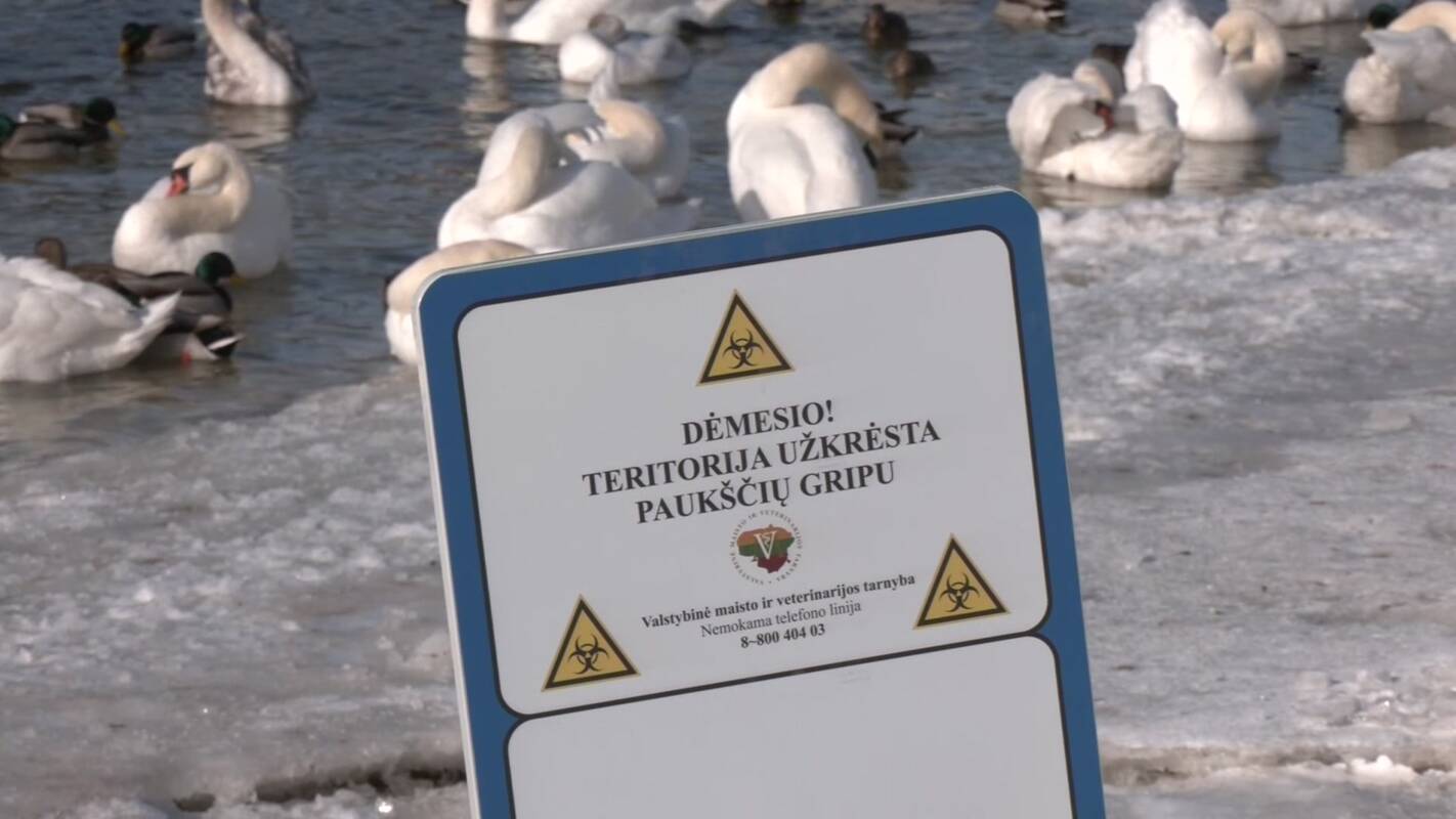 
<span>Plinta žmogui pavojingas paukščių gripas</span>
