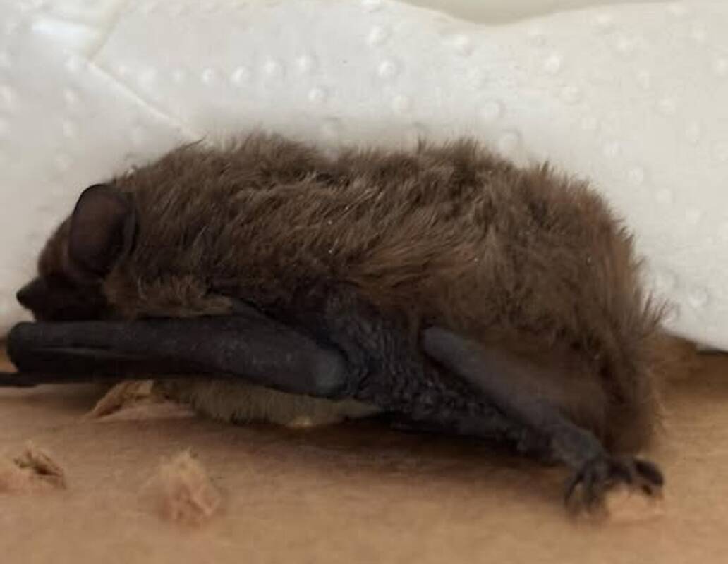 Rūpestis: klaipėdiečių šeima turi rūpesčių – žmonės per žiemą ketina išsaugoti degtukų dėžutės dydžio šikšniuką, kuris šiuo metu miega.
