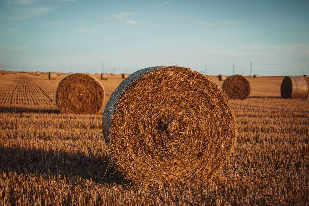 Šiaudų ritiniai.