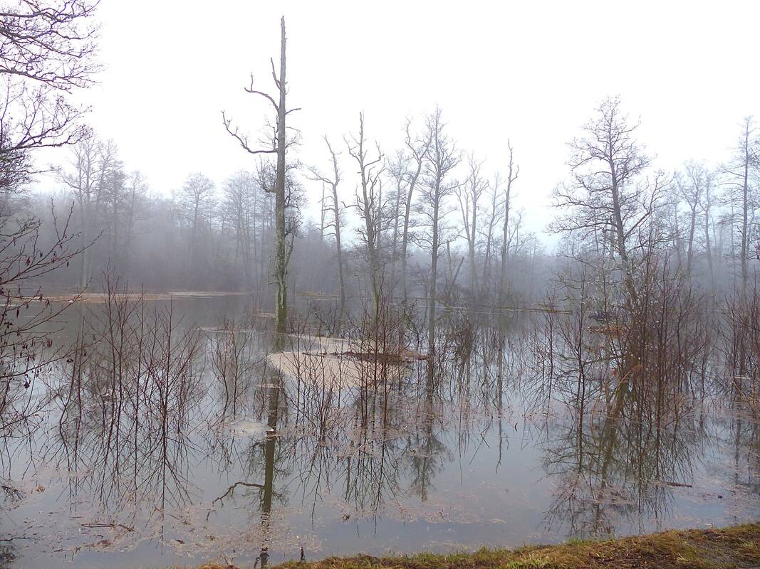 Gamta Nemuno deltoje: ledonešis ir užlietos pievos