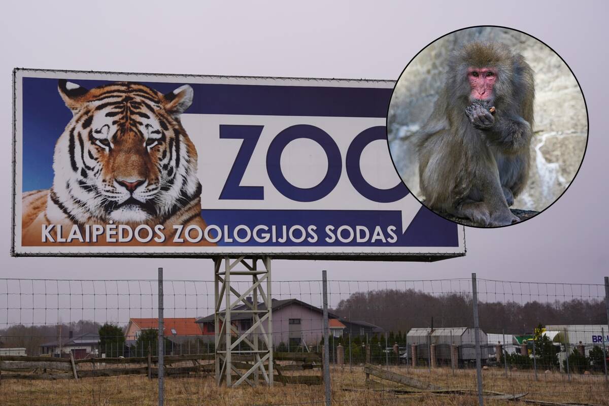 
<span>Žiaurus elgesys su gyvūnais Klaipėdos zoologijos sode – paimtos dvi japoninės makakos</span>
