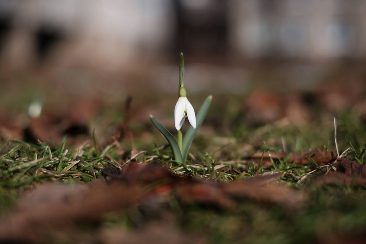 Pavasaris ateina į Kauną