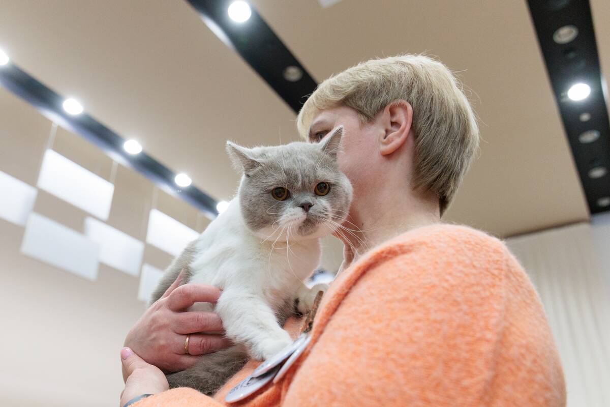 Kaune susibūrė kačių mylėtojai