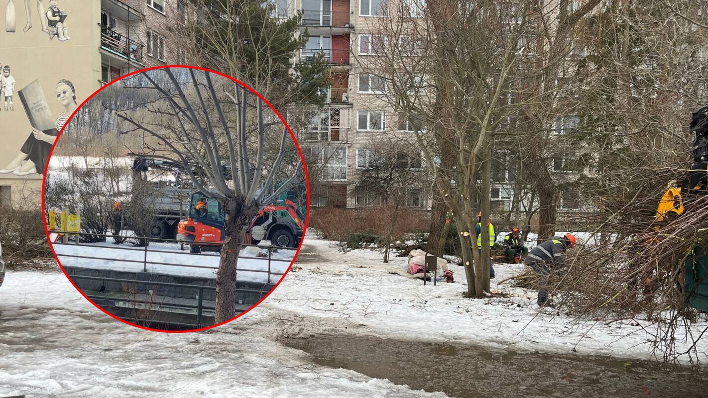 
<span>Žmonės ruošiasi medžius ginti savo kūnais: čia yra Šančių tragedija</span>
