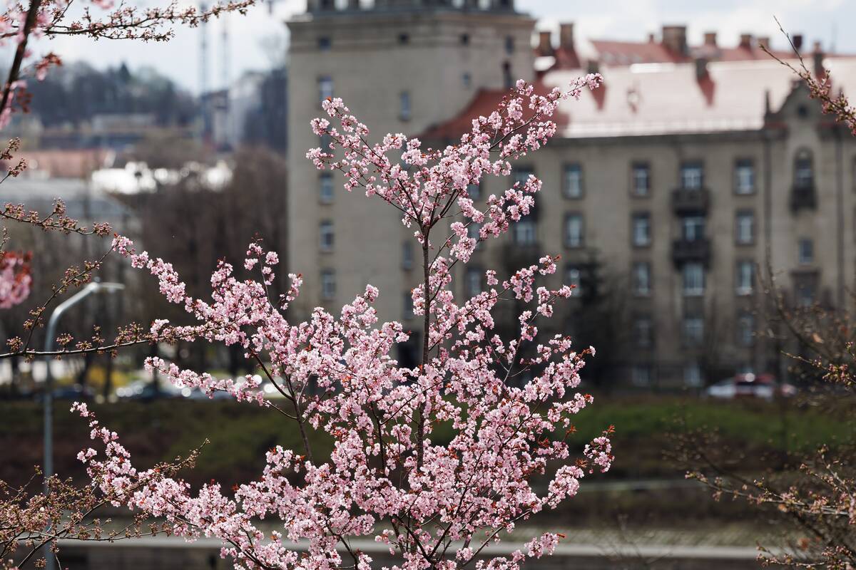 Sakurų žiedai papuošė Vilnių