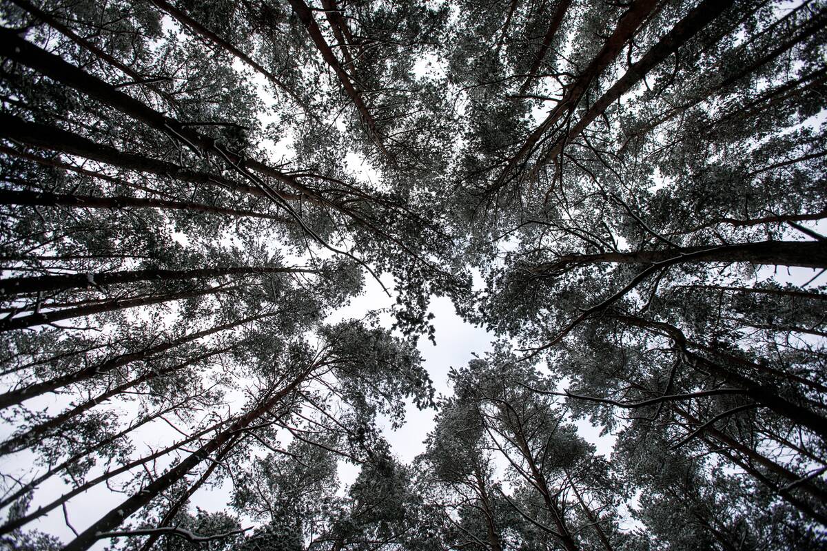
<span>Miške – masinė medžių vagystė</span>
