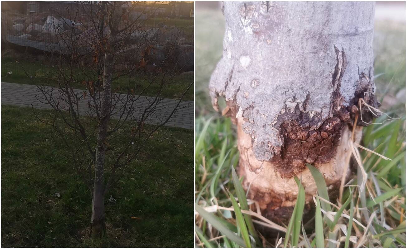 Nepadoru: pastebėta, kad prie bažnyčios tvoros augę medžiai buvo sužaloti vejapjove.