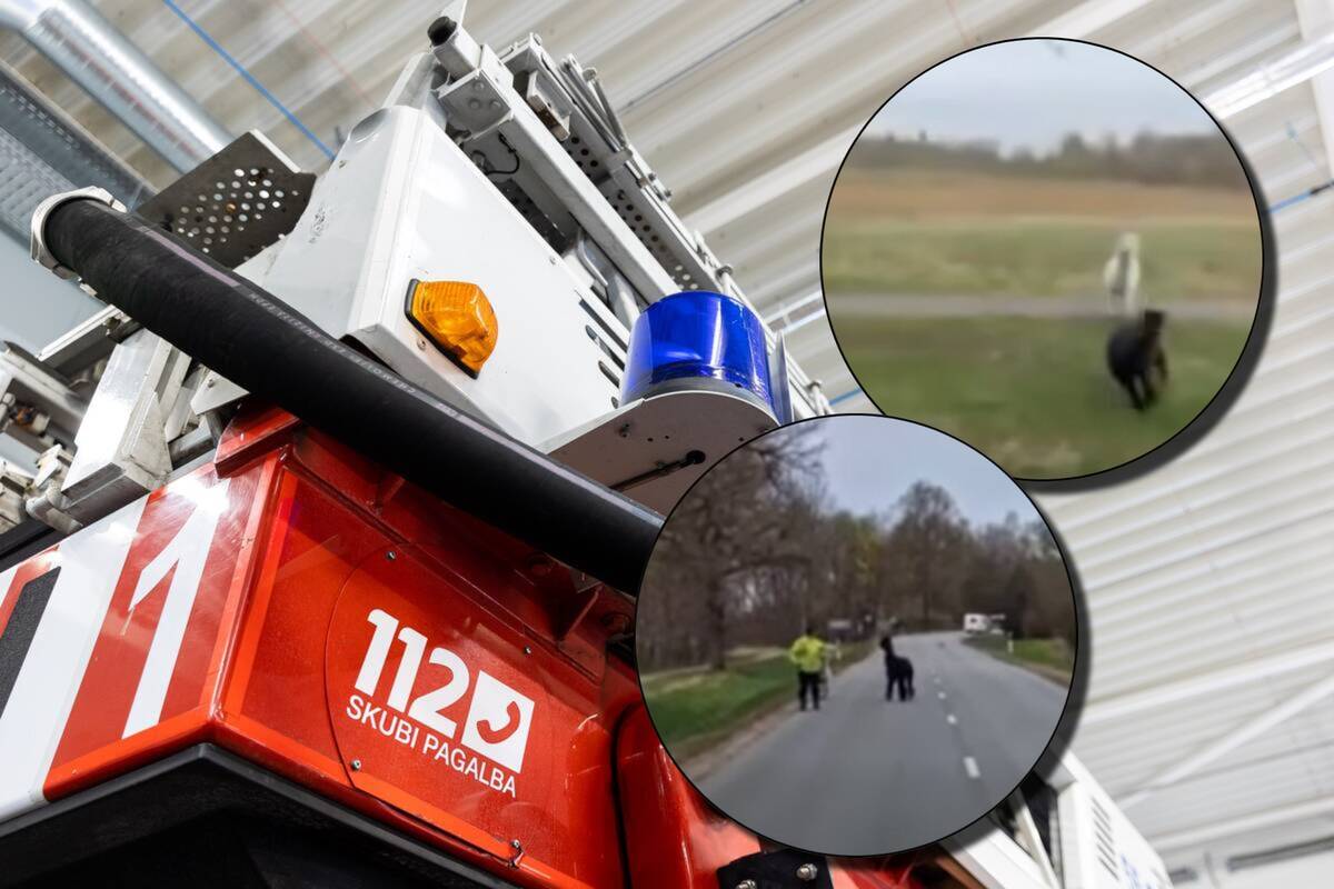 
<span>Kelyje – neįprasta gelbėjimo operacija: teko padėti sutrikusioms alpakoms</span>
