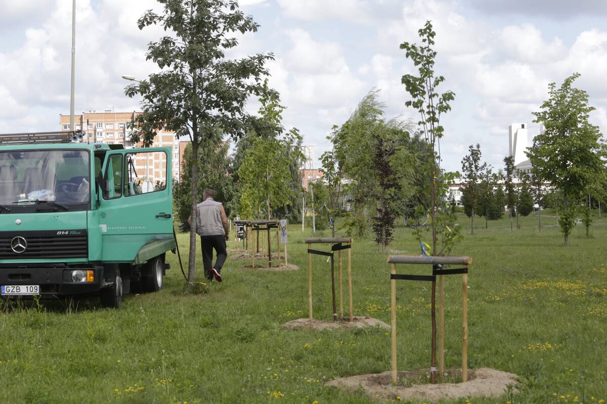 Konkursas: Klaipėdos savivaldybė ieško specialistų, kurie sukurtų Sąjūdžio parko apželdinimo planą.