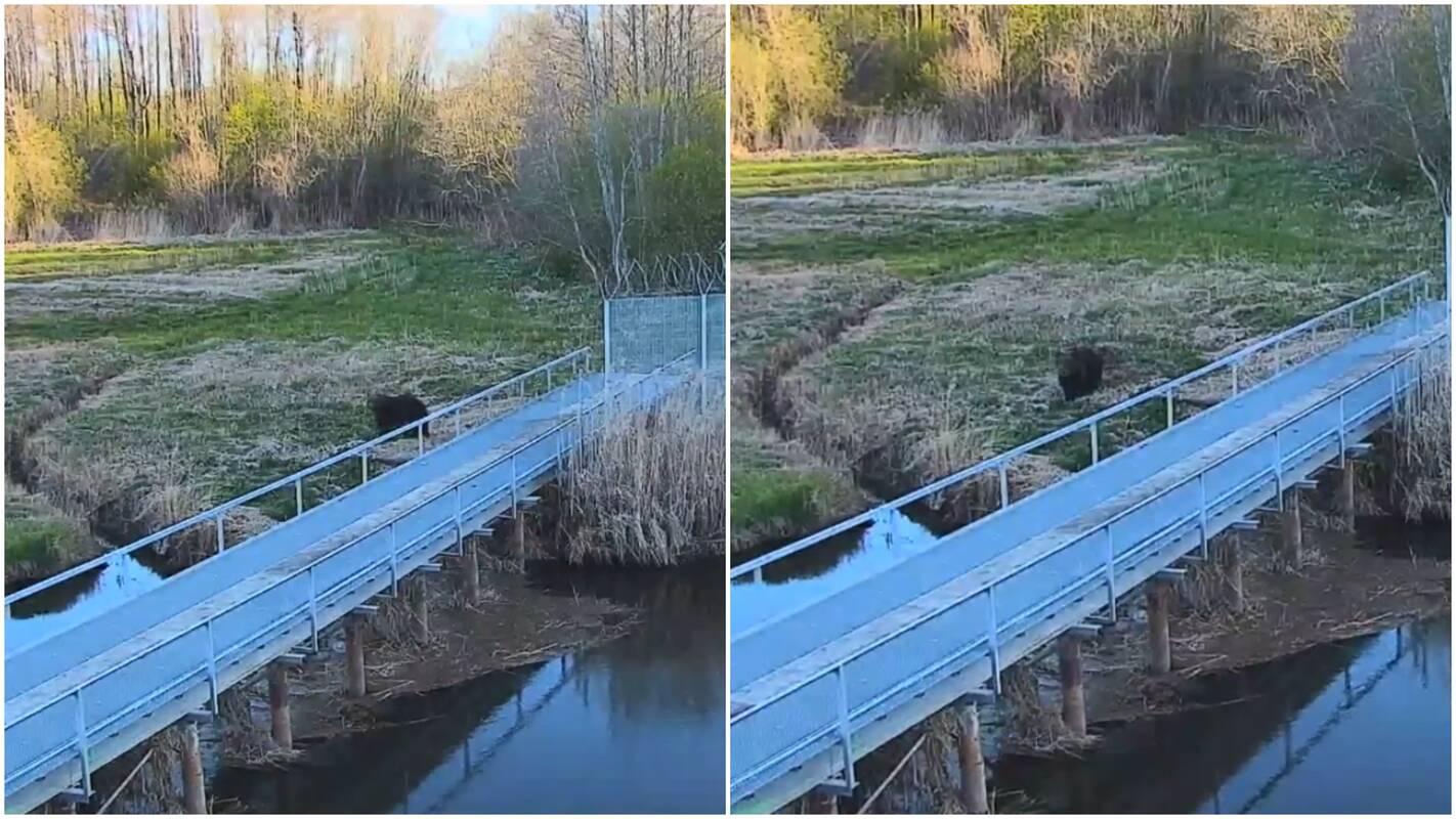 
<span>Tverečiaus pasieniečiai užfiksavo mešką: perplaukė Dysnos upę ir nušleivojo į Lietuvos gilumą</span>

