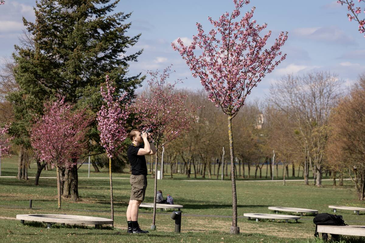 Nemuno saloje pražydo sakuros