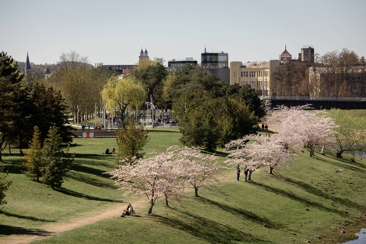 Kauniečių diena (2026-04-21)