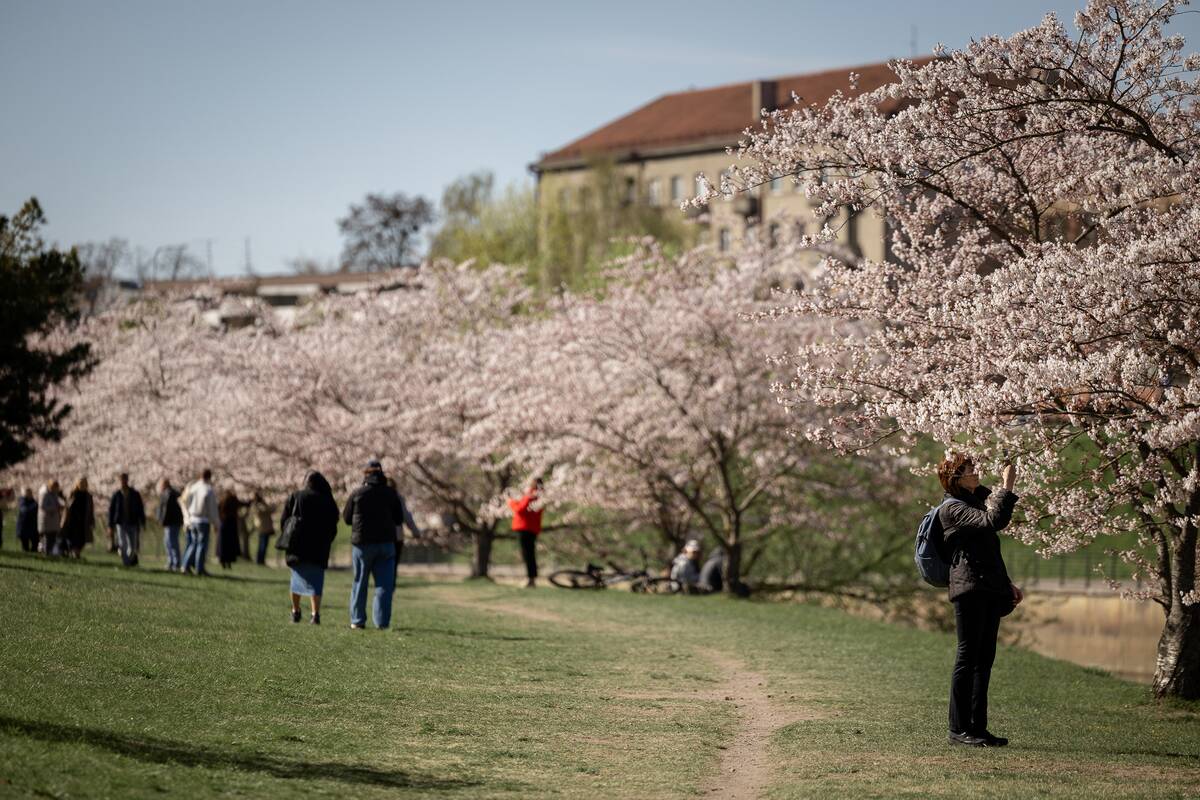 Kauniečių diena (2026-04-21)