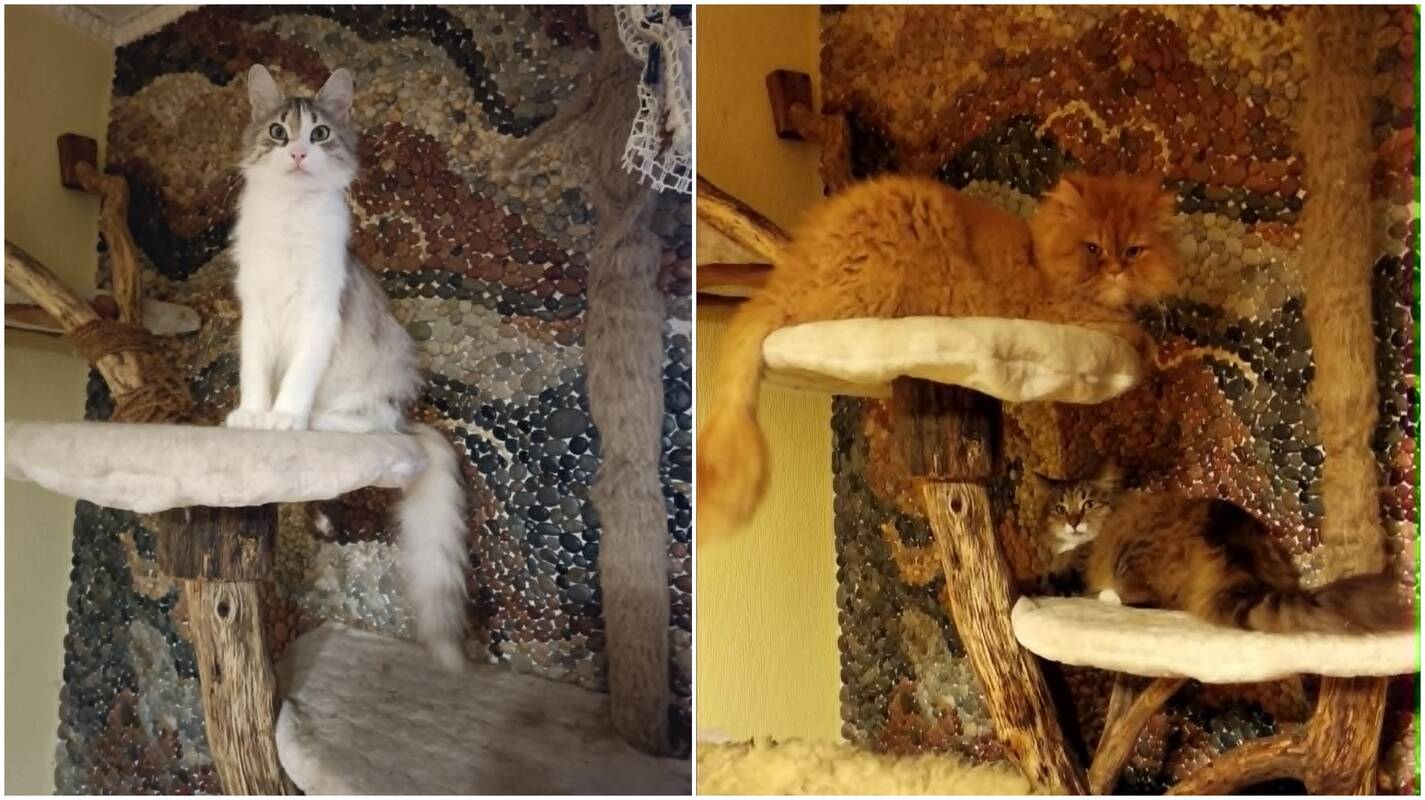 Įvertino: Zitos kačių trijulė savo naują poilsio vietą puolė bandyti dar net nespėjus jos užbaigti.