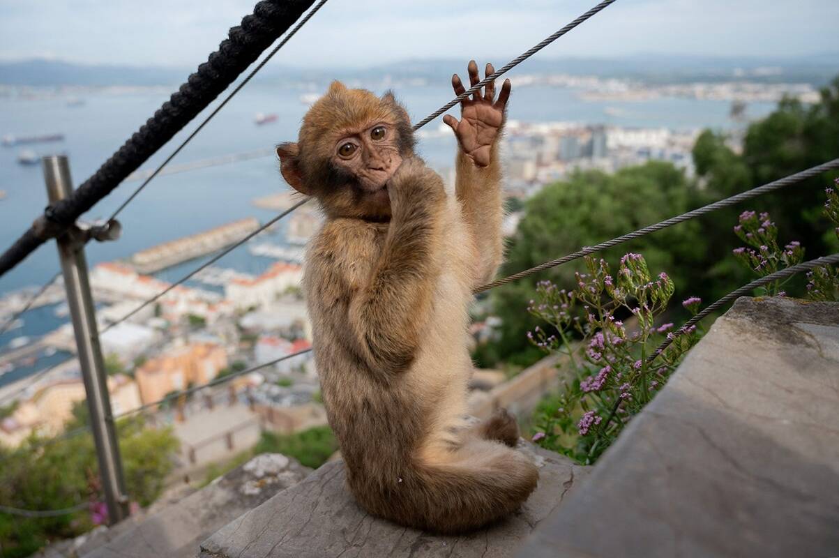 
<span>Tyrimas: turistų šeriamos Gibraltaro beždžionės organizmą valo ėsdamos žemę</span>
