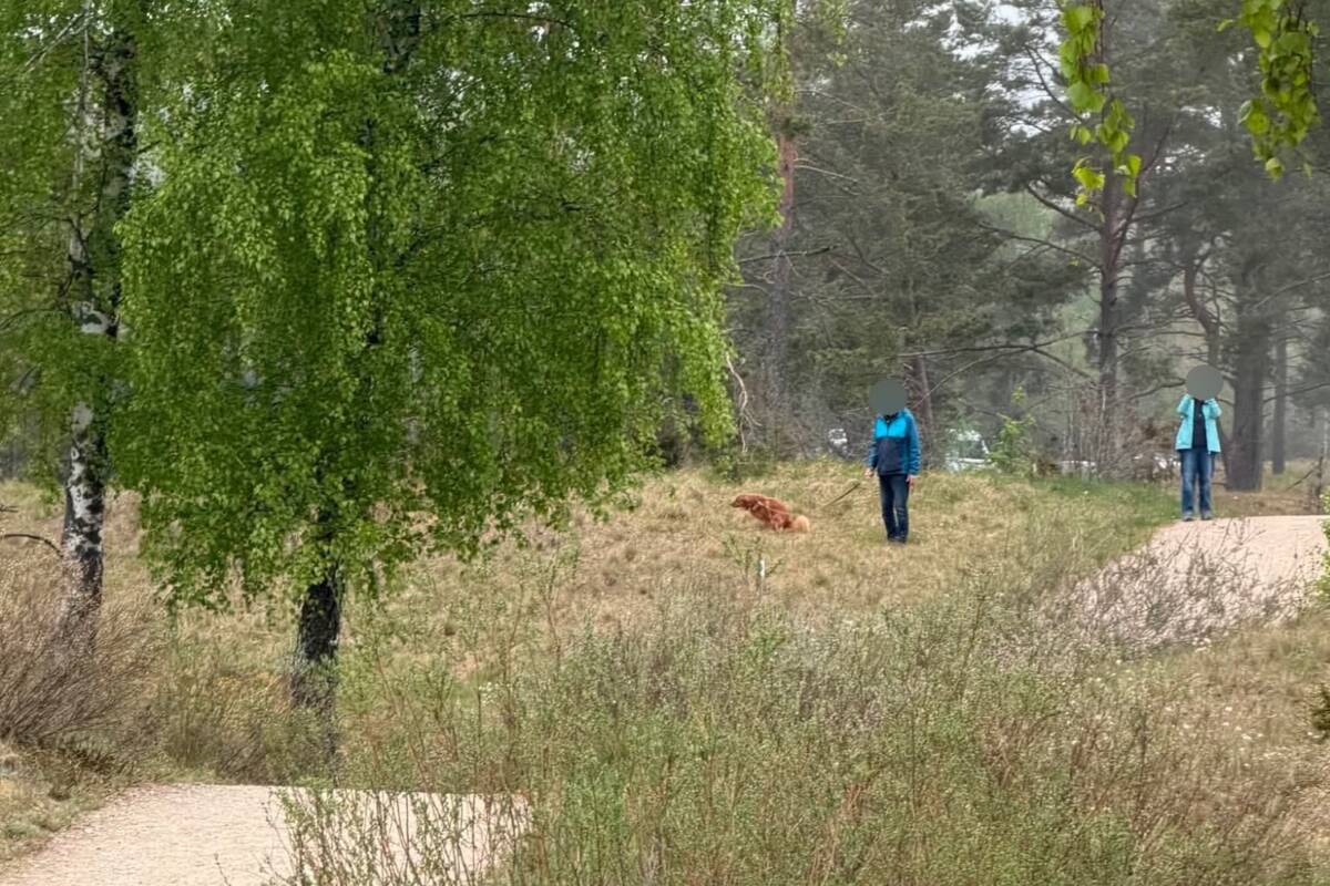 
<span>Po netinkamo elgesio rezervate vyras puolė teisintis – „nieko čia tokio“</span>

