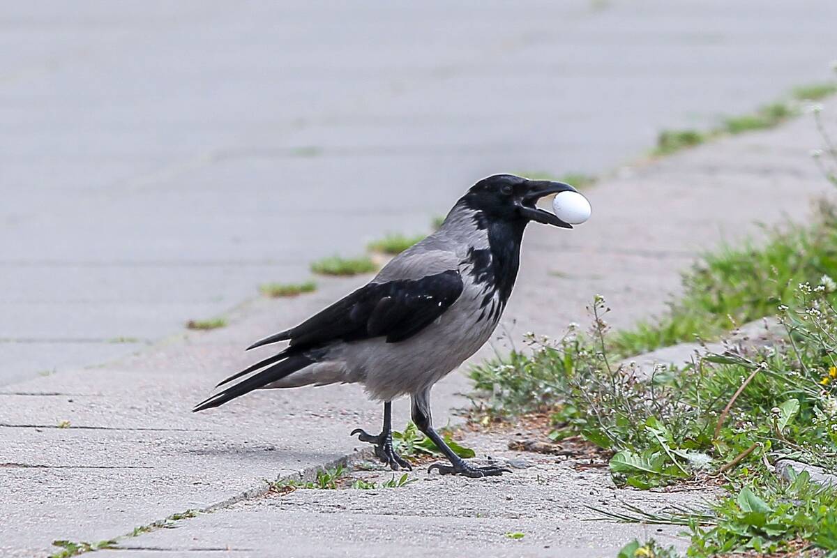 Šturmuoja: Laukininkų gatvėje varnų išpuolius patyrė ne vienas praeivis.