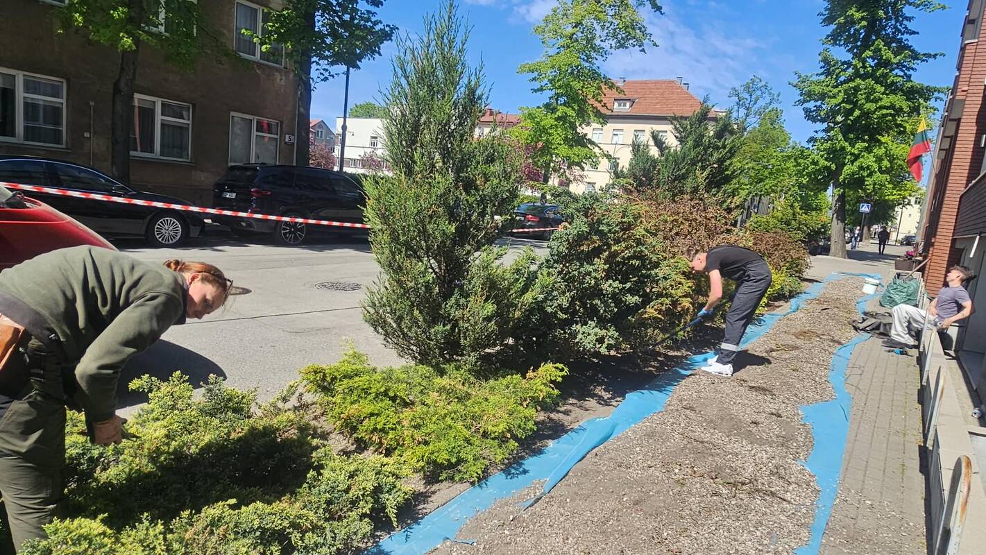 Pažinimas: Klaipėdos technologijų mokymo centro organizuotoje talkoje mokiniai mokėsi komponuoti augalus.